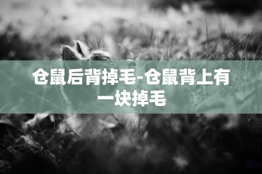 倉鼠后背掉毛-倉鼠背上有一塊掉毛