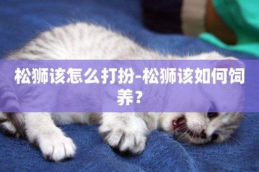 松獅該怎么打扮-松獅該如何飼養？