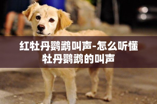 紅牡丹鸚鵡叫聲-怎么聽懂牡丹鸚鵡的叫聲