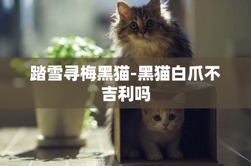 踏雪尋梅黑貓-黑貓白爪不吉利嗎
