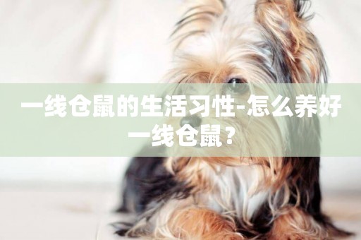 一線倉鼠的生活習性-怎么養好一線倉鼠？