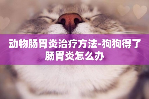 動物腸胃炎治療方法-狗狗得了腸胃炎怎么辦