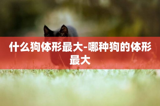 什么狗體形最大-哪種狗的體形最大