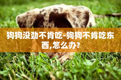 狗狗沒勁不肯吃-狗狗不肯吃東西,怎么辦?