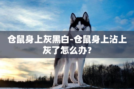 倉鼠身上灰黑白-倉鼠身上沾上灰了怎么辦？