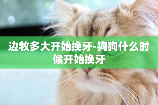 邊牧多大開始換牙-狗狗什么時候開始換牙