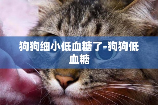 狗狗細小低血糖了-狗狗低血糖