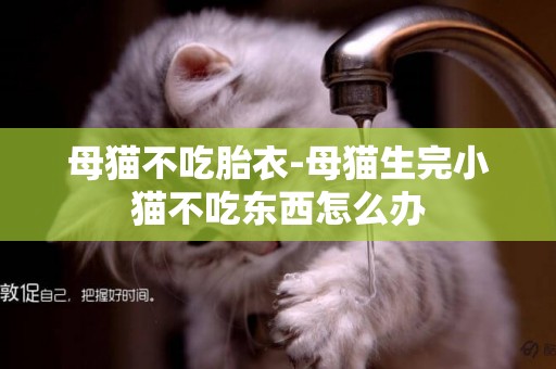 母貓不吃胎衣-母貓生完小貓不吃東西怎么辦