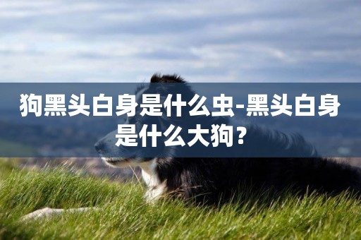 狗黑頭白身是什么蟲-黑頭白身是什么大狗？