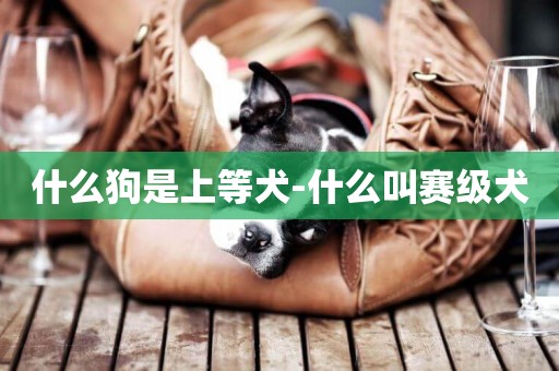 什么狗是上等犬-什么叫賽級犬