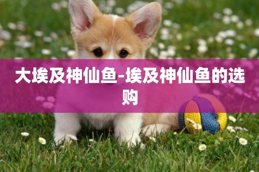 大埃及神仙魚-埃及神仙魚的選購