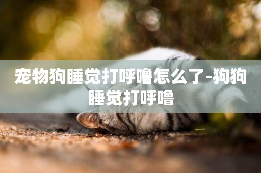 寵物狗睡覺打呼嚕怎么了-狗狗睡覺打呼嚕