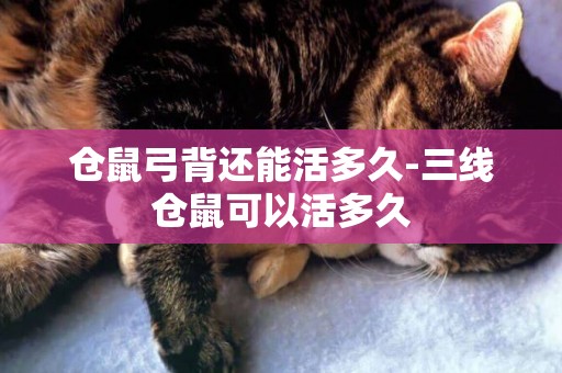 倉鼠弓背還能活多久-三線倉鼠可以活多久