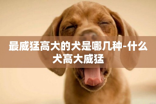 最威猛高大的犬是哪幾種-什么犬高大威猛