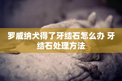 羅威納犬得了牙結石怎么辦 牙結石處理方法