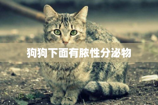 狗狗下面有膿性分泌物