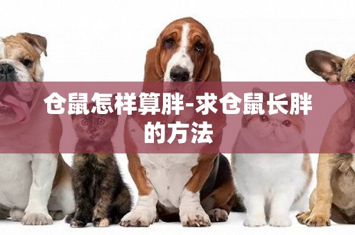 倉鼠怎樣算胖-求倉鼠長胖的方法
