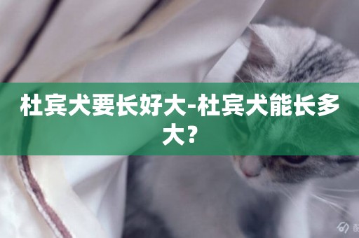 杜賓犬要長好大-杜賓犬能長多大？