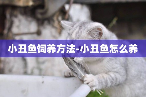 小丑魚飼養方法-小丑魚怎么養