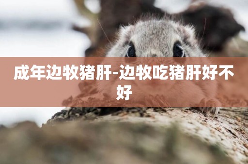 成年邊牧豬肝-邊牧吃豬肝好不好