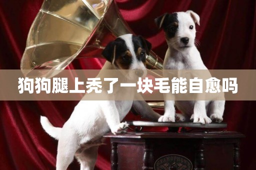 狗狗腿上禿了一塊毛能自愈嗎