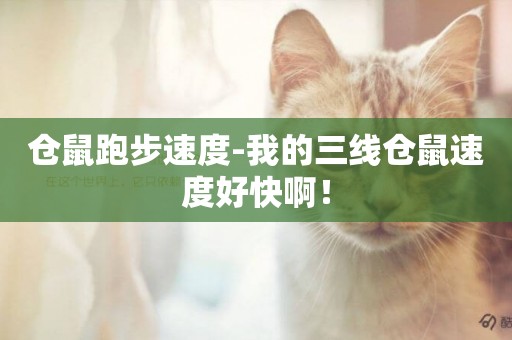倉鼠跑步速度-我的三線倉鼠速度好快啊！