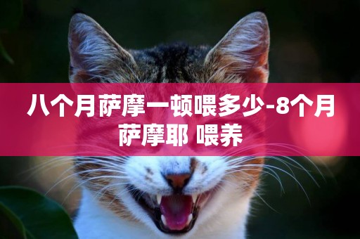 八個月薩摩一頓喂多少-8個月薩摩耶 喂養