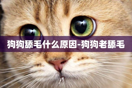 狗狗舔毛什么原因-狗狗老舔毛