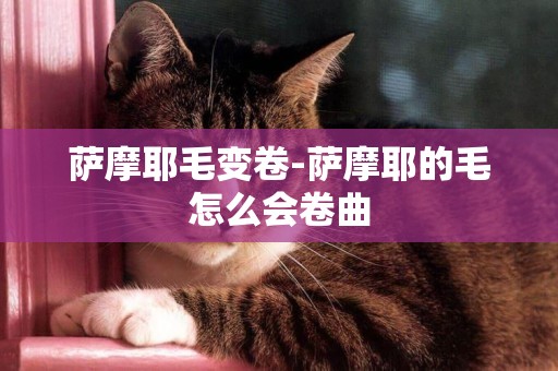 薩摩耶毛變卷-薩摩耶的毛怎么會卷曲