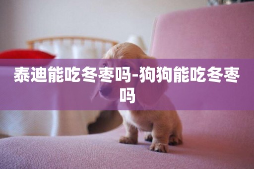 泰迪能吃冬棗嗎-狗狗能吃冬棗嗎