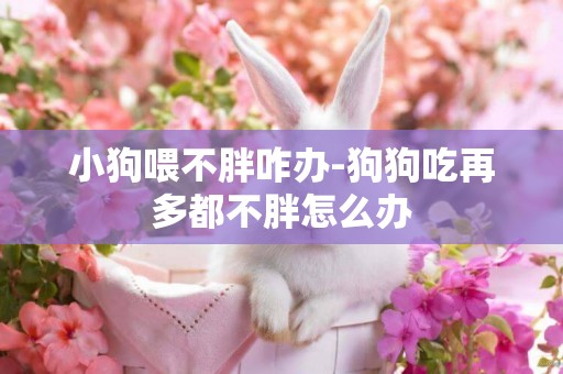小狗喂不胖咋辦-狗狗吃再多都不胖怎么辦