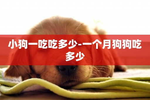 小狗一吃吃多少-一個月狗狗吃多少