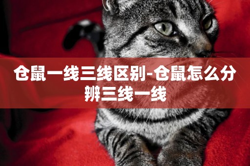 倉鼠一線三線區別-倉鼠怎么分辨三線一線