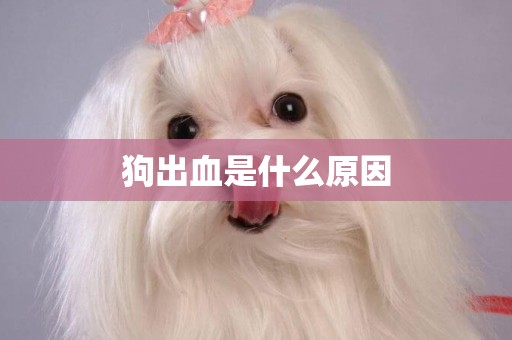 狗出血是什么原因