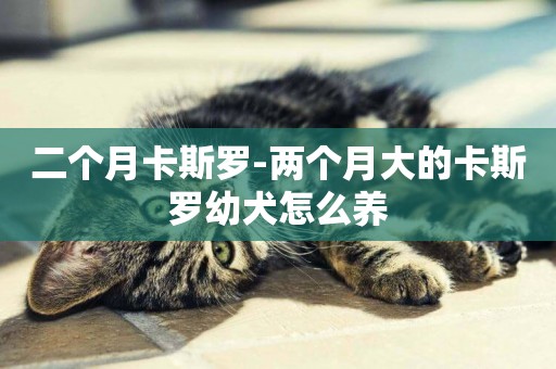 二個月卡斯羅-兩個月大的卡斯羅幼犬怎么養