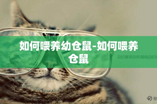 如何喂養幼倉鼠-如何喂養倉鼠