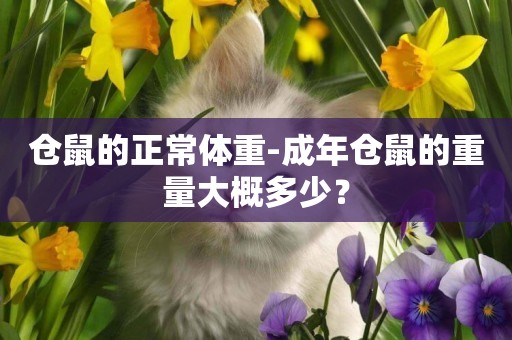 倉鼠的正常體重-成年倉鼠的重量大概多少？