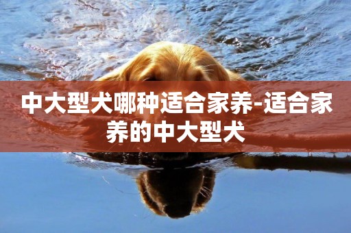 中大型犬哪種適合家養-適合家養的中大型犬