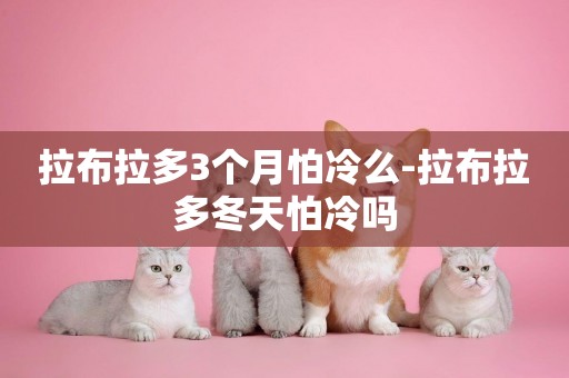 拉布拉多3個月怕冷么-拉布拉多冬天怕冷嗎