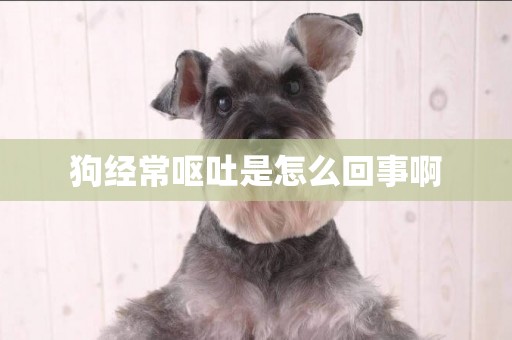 狗經常嘔吐是怎么回事啊