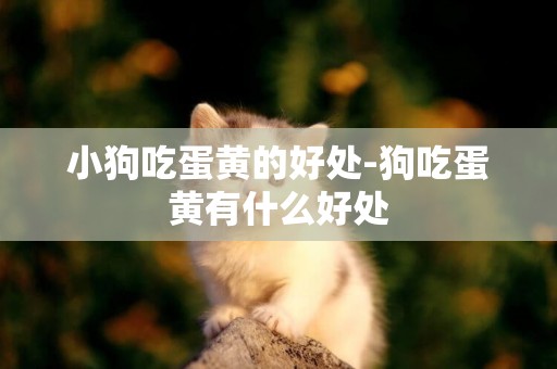 小狗吃蛋黃的好處-狗吃蛋黃有什么好處