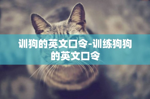 訓狗的英文口令-訓練狗狗的英文口令