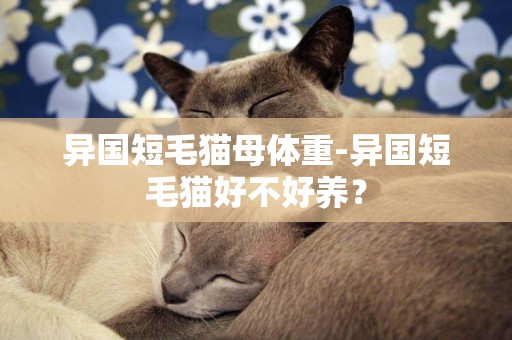 異國短毛貓母體重-異國短毛貓好不好養？