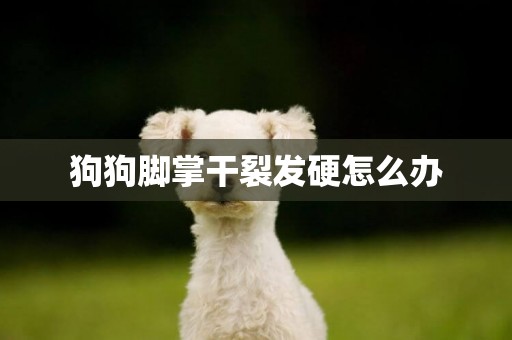 狗狗腳掌干裂發硬怎么辦