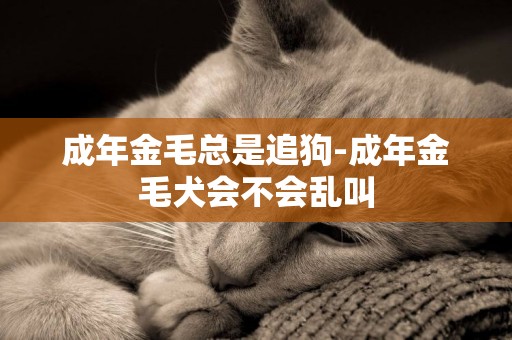 成年金毛總是追狗-成年金毛犬會不會亂叫