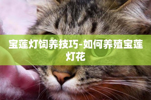 寶蓮燈飼養技巧-如何養殖寶蓮燈花