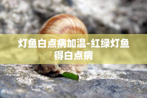 燈魚白點病加溫-紅綠燈魚得白點病