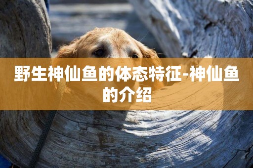 野生神仙魚的體態特征-神仙魚的介紹