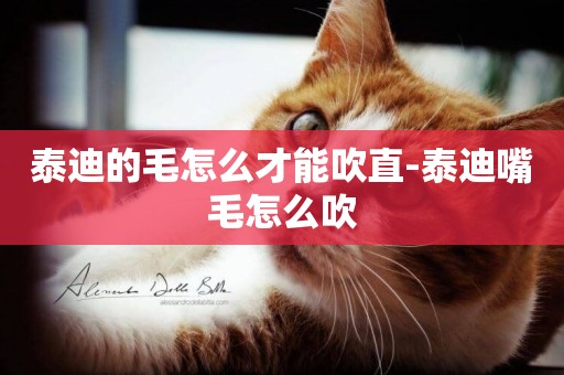 泰迪的毛怎么才能吹直-泰迪嘴毛怎么吹