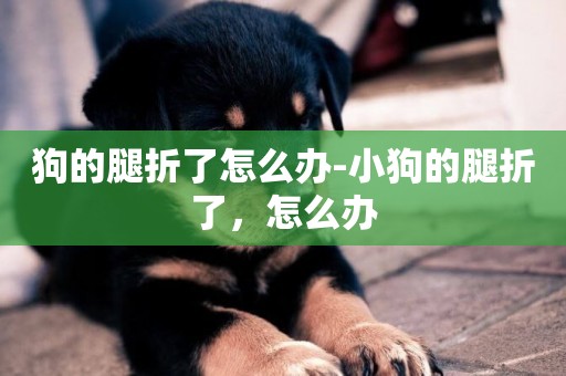 狗的腿折了怎么辦-小狗的腿折了，怎么辦